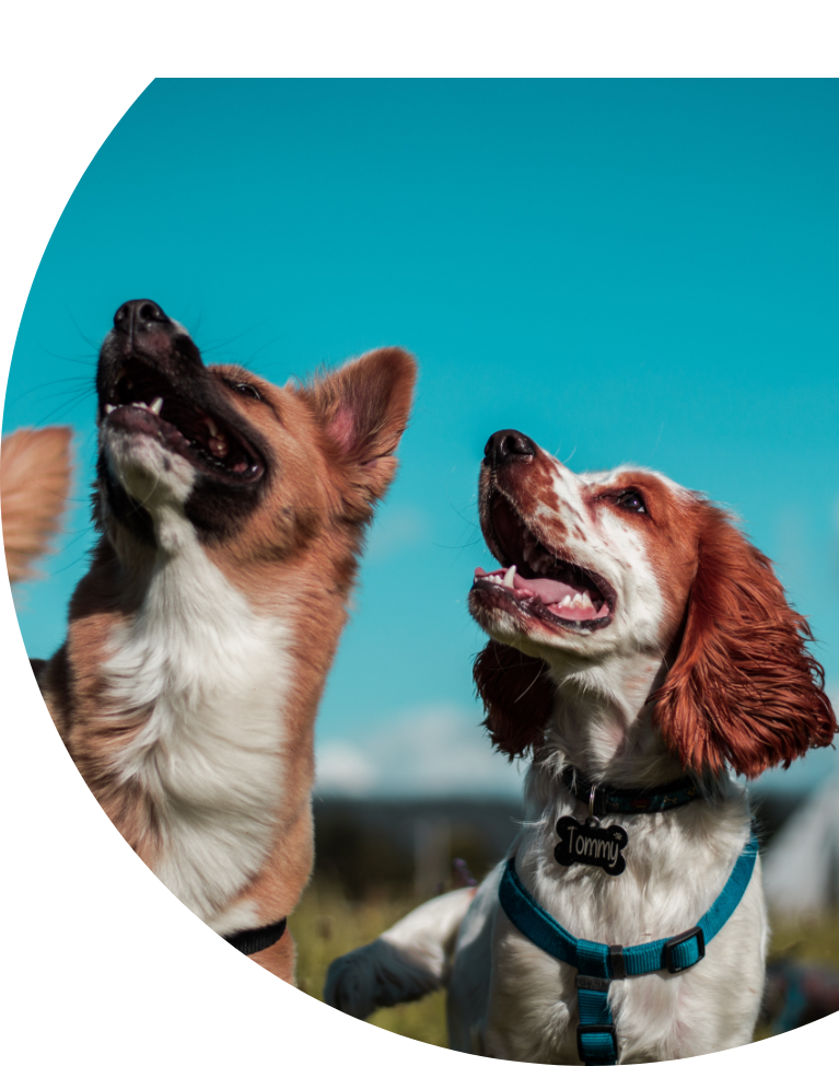 2 chiens